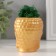 Kashpo concrete "Buddha" with moss 7*6cm gold (moss green stabilized)