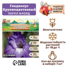 Гладиолус Крупноцветковый "Перпл Флора", р-р 8/10, 7 шт,