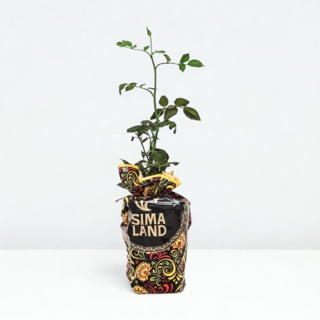 Seedling rose terracotta, tea-hybrid tea, pot 2 l., Summer 2024