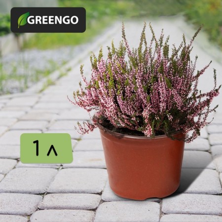 Pot for seedlings, 1 l, d = 15 cm, h = 9.5 cm, Greengo