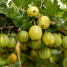Gooseberry beryl, s2 pot, n20-40 height, 1 pc, summer 2024