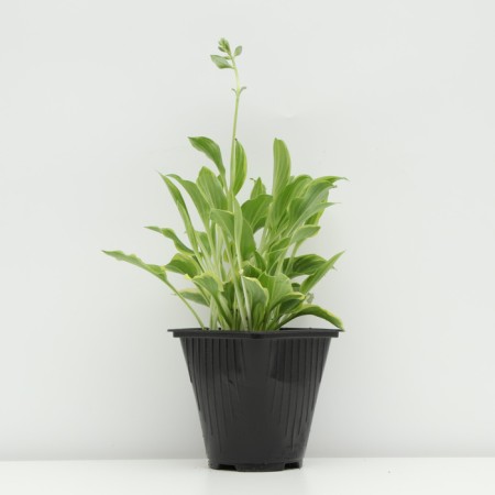 Host -headed "Golden Tiara", pot C3, 1 pc, Spring 2024-1