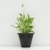 Host -headed "Golden Tiara", pot C3, 1 pc, Spring 2024