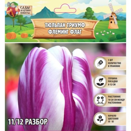 Tulip Triumph Fleming Flag, rr 11/12, 5 pcs, autumn 2024