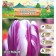 Tulip Triumph Fleming Flag, rr 11/12, 5 pcs, autumn 2024