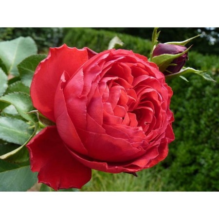 Seedling Rosa Meyan Tea-Hibride "Traviata", tube, 1 pc, spring 2025