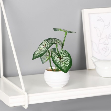 Bonsai in the pot "Brunner Large -leaved" 6x13 cm, green