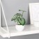 Bonsai in the pot "Brunner Large -leaved" 6x13 cm, green