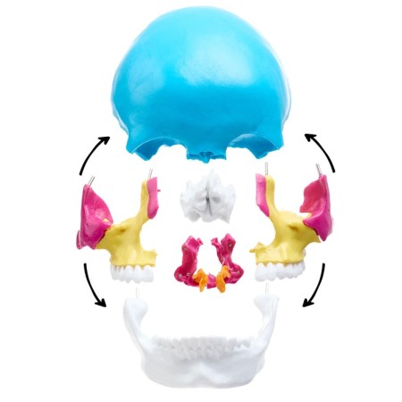 Mettle Matules "Human Skull" multi -colored collapsible, 20*12*21cm-5