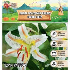 Лилия Восточная Кашпо "Garden Party", р-р 12/14, 2 шт, Весна 2024