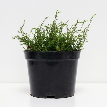 Heather Ordinary Malin, C1.5 Pot, H10-50 Height, 1 pc, Summer 2024-1