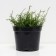Heather Ordinary Malin, C1.5 Pot, H10-50 Height, 1 pc, Summer 2024