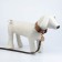 Set: collar (36-56x2.5 cm) and leash (130x1.5 cm), beige and black color