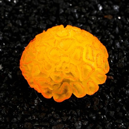 Decor for the Aquarium Coral Faviidae, 5 x 2.5 cm, silicone, orange-2