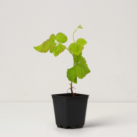 Sahenian Ezhemalina "Loganberry", P9 pot, summer 2024-1