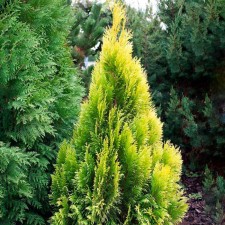 Fighty Tuya seedling 