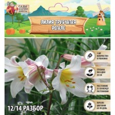 Лилия Трубчатая "Регале", р-р 12/14, 3 шт, Весна 2024