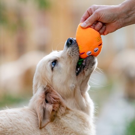 A toy for dogs "carrot" with a squeak, 18 cm, orange-5