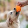 A toy for dogs "carrot" with a squeak, 18 cm, orange