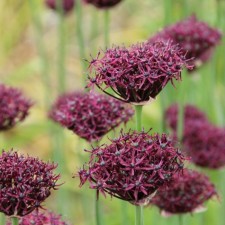 Luke decorative atropurpureum, 8/10 rr, 10 pcs, 60-80 h (cm), autumn 2024