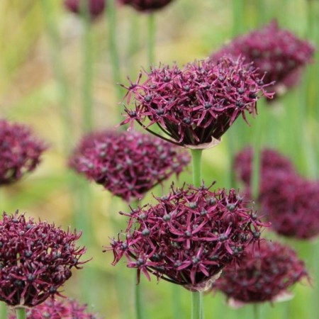 Luke decorative atropurpureum, 8/10 rr, 10 pcs, 60-80 h (cm), autumn 2024