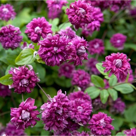 Clematis botanical purpurea captivity eleganes, s2 pot, n20-40 height, 1 pc, summer 2024
