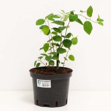 Irga Canadian, s2 pot, H10-50 height, 1 pc, summer 2024-1