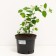 Irga Canadian, s2 pot, H10-50 height, 1 pc, summer 2024