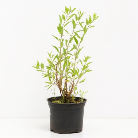 Coji New Big, C2 pot, H20-40 Height, 1 pc, summer 2024-1