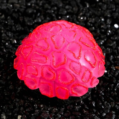 Decor for the Aquarium Coral Faviidae, 5 x 2.5 cm, silicone, pink-2