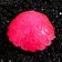 Decor for the Aquarium Coral Faviidae, 5 x 2.5 cm, silicone, pink
