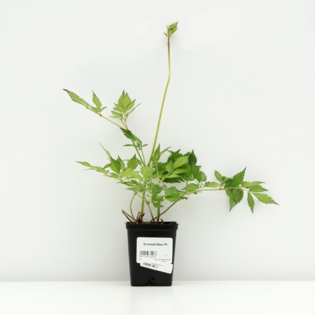 Astilba mix, P9 pot, 1 pc, spring 2024-2