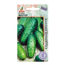 Cucumber seeds 