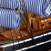 The ship "Pallas" is three-masted blue-white paprusa, 40*8*35cm