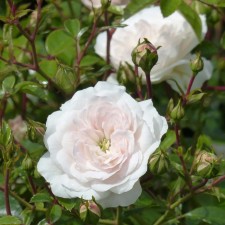 Seedling rose soil -covering 