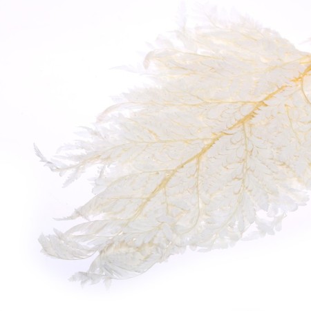 Sukhotzet "Paporotnik", White, 10 pcs. In the package-3