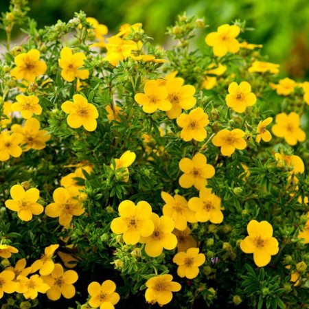 Seedling Kuril tea (cinquefoil) Farreri, pot P9, summer 2024