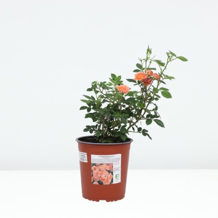 Rose miniature ninetta, C3.5 pot, H15-25 Height, 1 pc, summer 2024-2