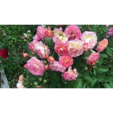 Seedling rosa Massad Parkovy 