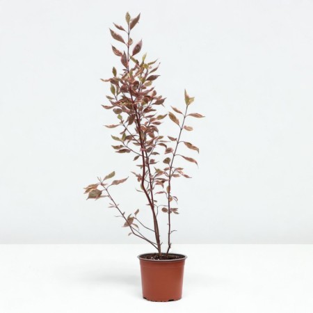 Deren White Miracl, C3 pot, 1 pc, summer 2024-1