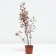 Deren White Miracl, C3 pot, 1 pc, summer 2024