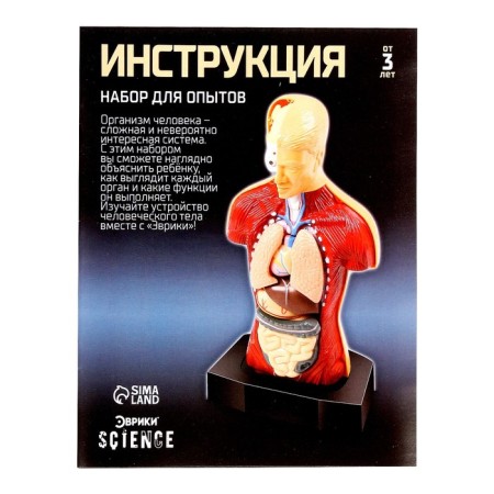 Scientific experience "Body structure"-7