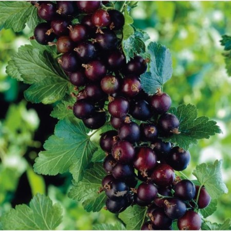 Yoshta (gooseberry x currants), pot C2, 1 pc, summer 2024