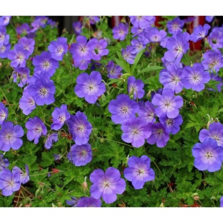 Gibride rosanna geranium, pot C2, 1 pc, summer 2024