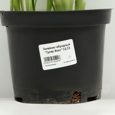 Hybrid Lileynik "Super Fox", pot C3, 1 pc, Spring 2024-3