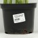 Hybrid Lileynik "Super Fox", pot C3, 1 pc, Spring 2024