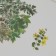 Stickers Plastic "Summer Green Leaves" set 40 pcs 15x8 cm