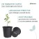 Pot for seedlings, 1.7 l, d = 16.6 × 15 cm Greengo