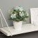 Bonsai in the pot "Primrose Extra Premium" 21x9 cm, mix