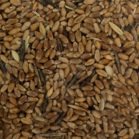 Wheat Seeds "Possesses", 1 kg-2